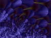 fractal-wallpaper-545.jpg