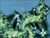 Filename=fractal-wallpaper-620.jpg
Filesize=972KB
Dimensions=1024x768
Date added=May 27, 2007 fractal-wallpaper-620.jpg
