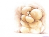cartoon_bear_1015.jpg