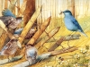 birds-n-flowers-02.jpg