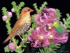 birds-n-flowers-14.jpg